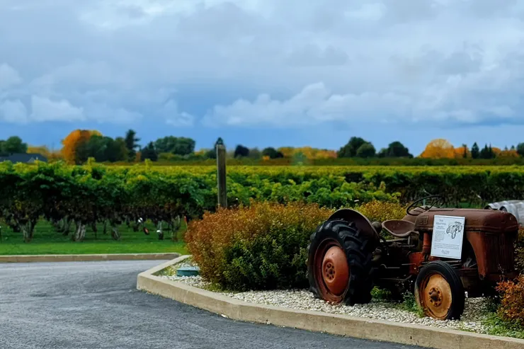 來自Pillitteri Estates Winery的葡萄莊園