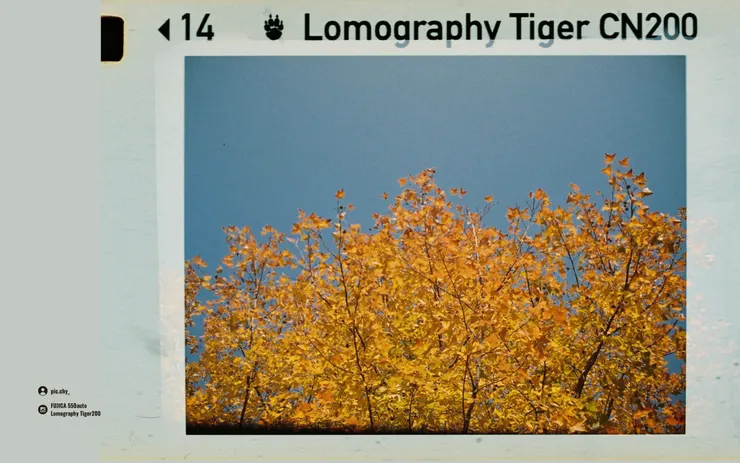 © pic.chy_ | FUJICA 550Auto - Lomography Tiger 100