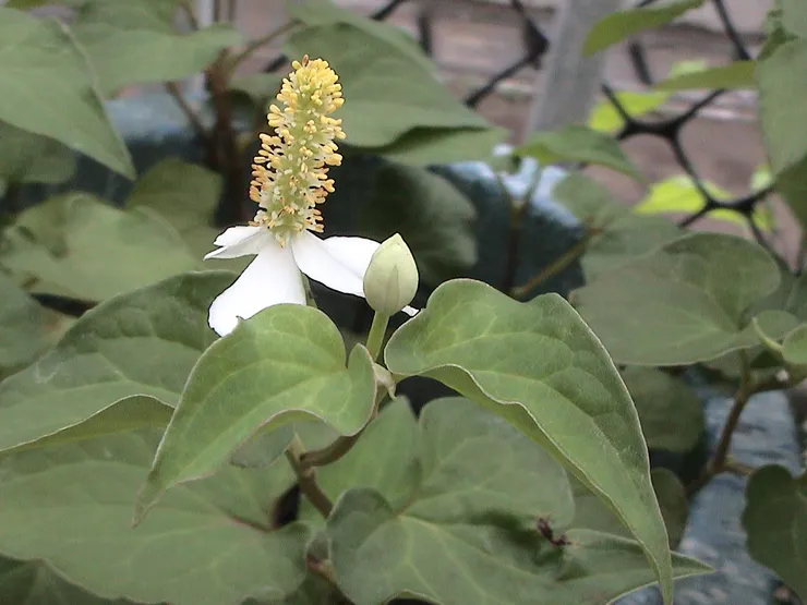 魚腥草的花也很特殊