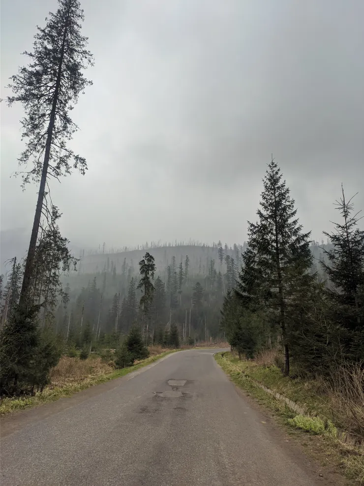 路都是這種柏油路,結果那天路上根本沒什麼人