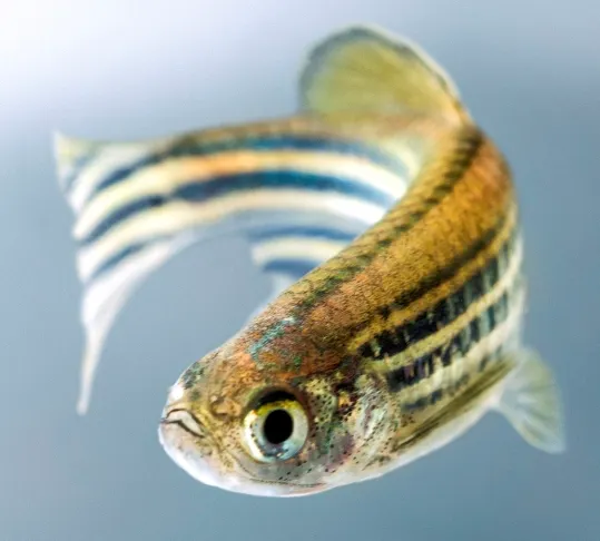 回眸一笑斑馬魚