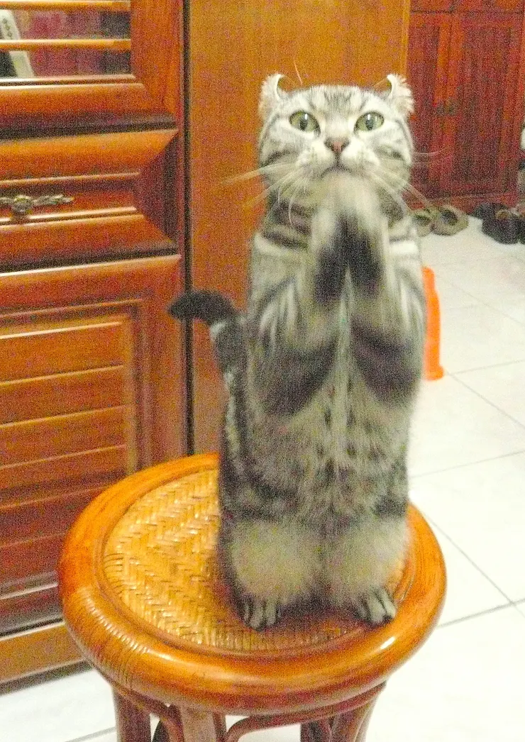 會抱拳拜託的lucky(李建崑攝影)