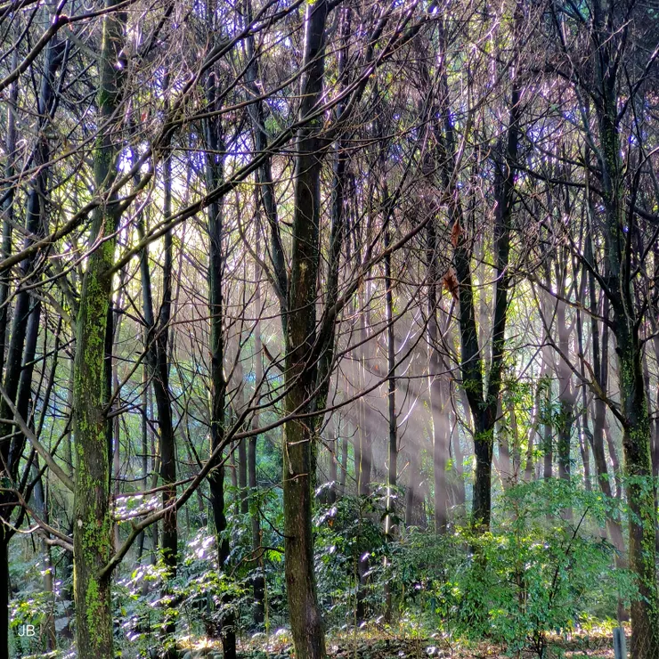 【林間幽徑不往孤寂通向歡聲笑語】