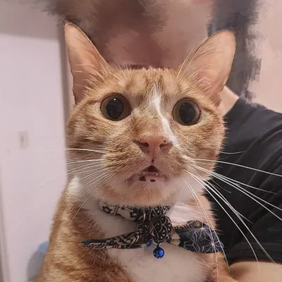 菜菜魷魚絲的沙龍