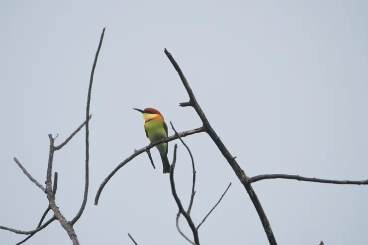 Chestnut headed Bee eater