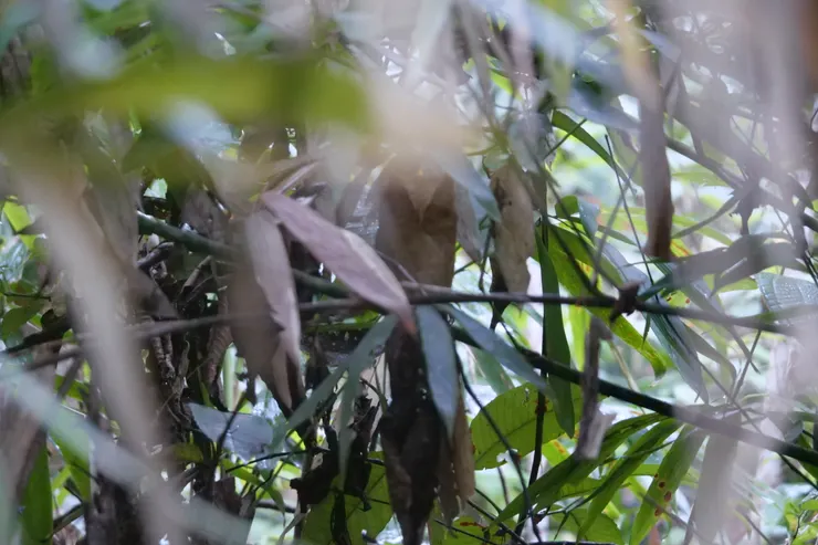看起來想枯葉一樣的Serendib Scops Owl（男）斯里蘭卡獨有種