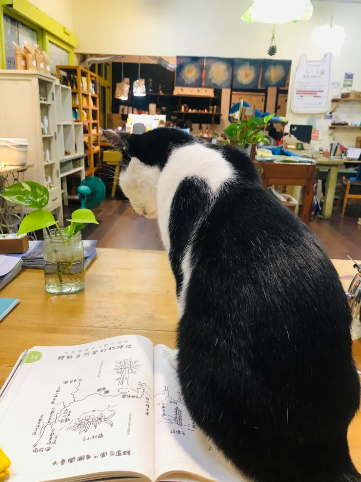 貓：「我也要看書！」