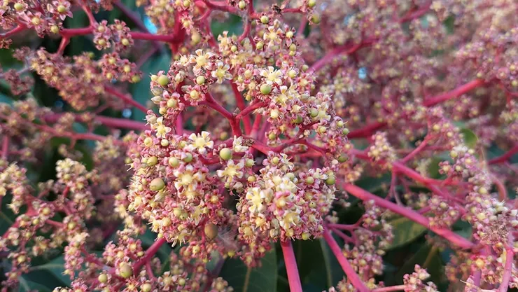 每當出現嚴重缺水的情況,花朵就會開得異常地鮮豔與茂盛。