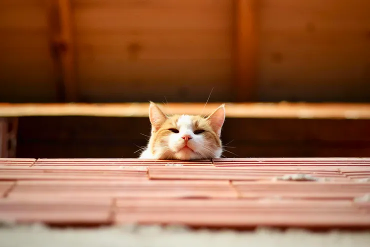 牆角發呆的貓咪(非本尊)