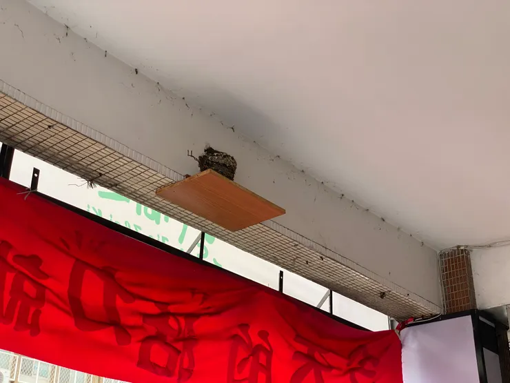 興隆路二段220巷，騎樓可見許多燕子築巢