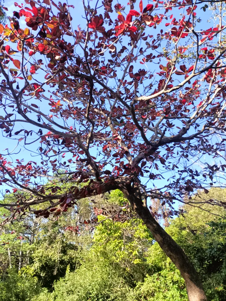 步道旁的已變紅葉的大樹