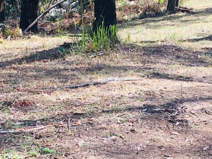 太可怕!所以用小圖~