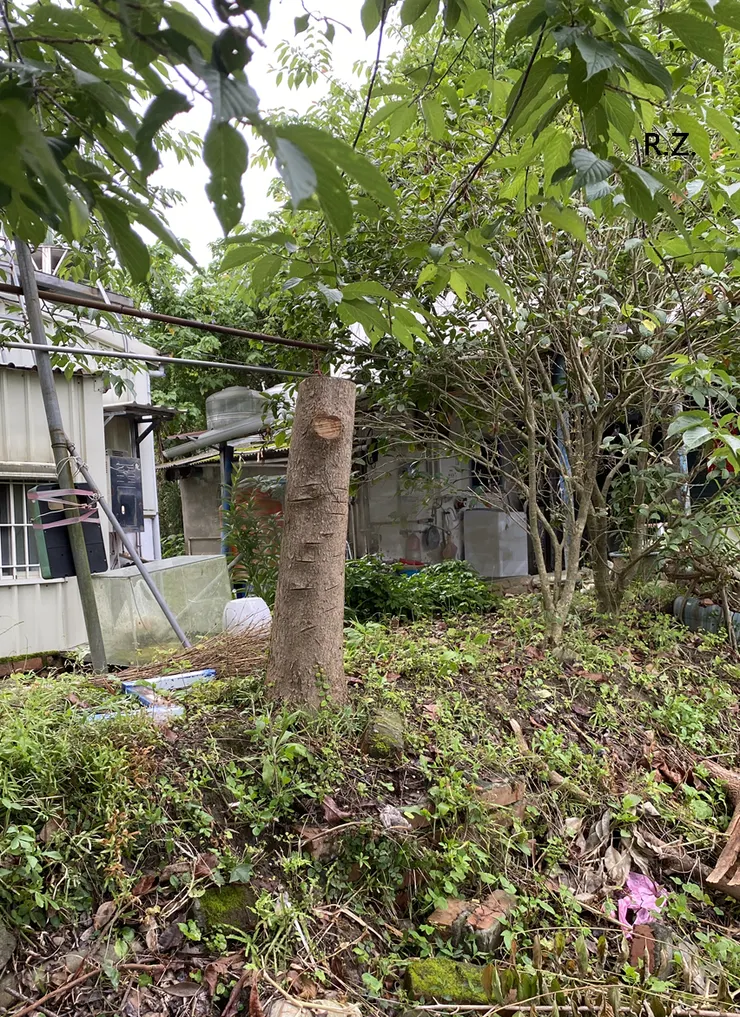 被砍掉剩樹頭 ([陳傳義]拍攝)