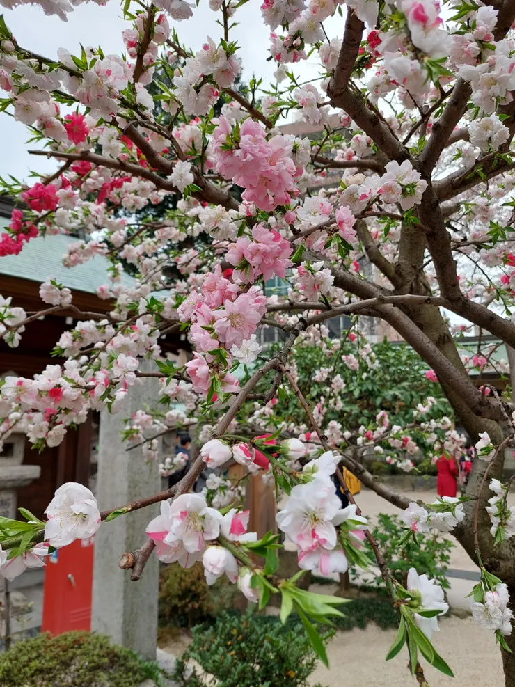 櫛田神社內-櫻花