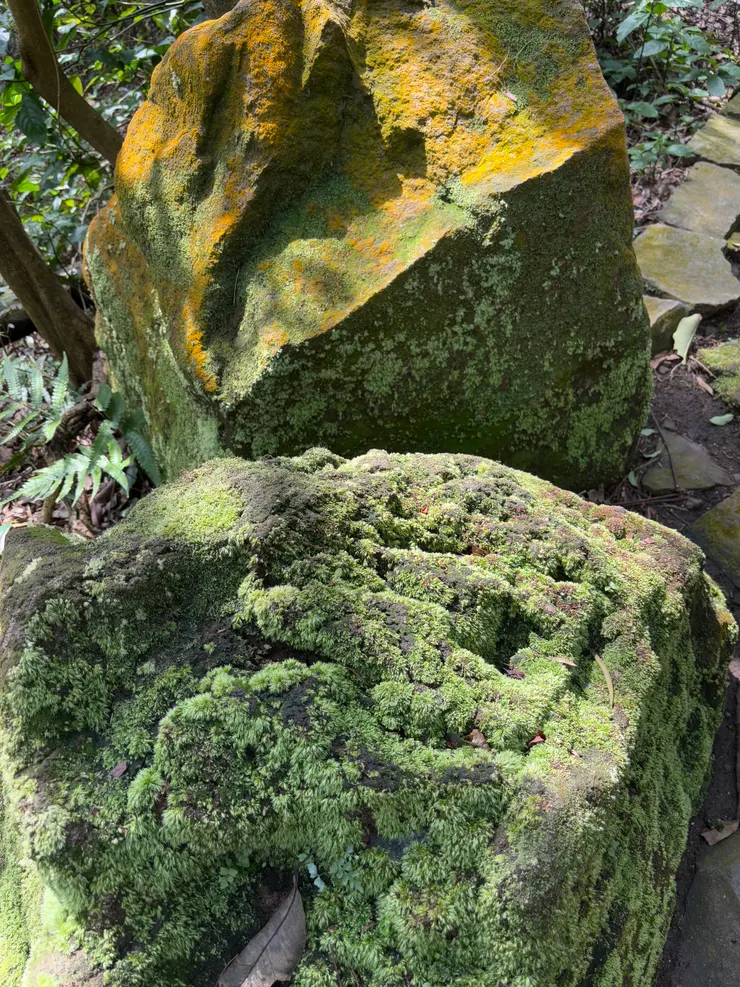 青苔鋪滿大地,陽光為它撒上金色光點