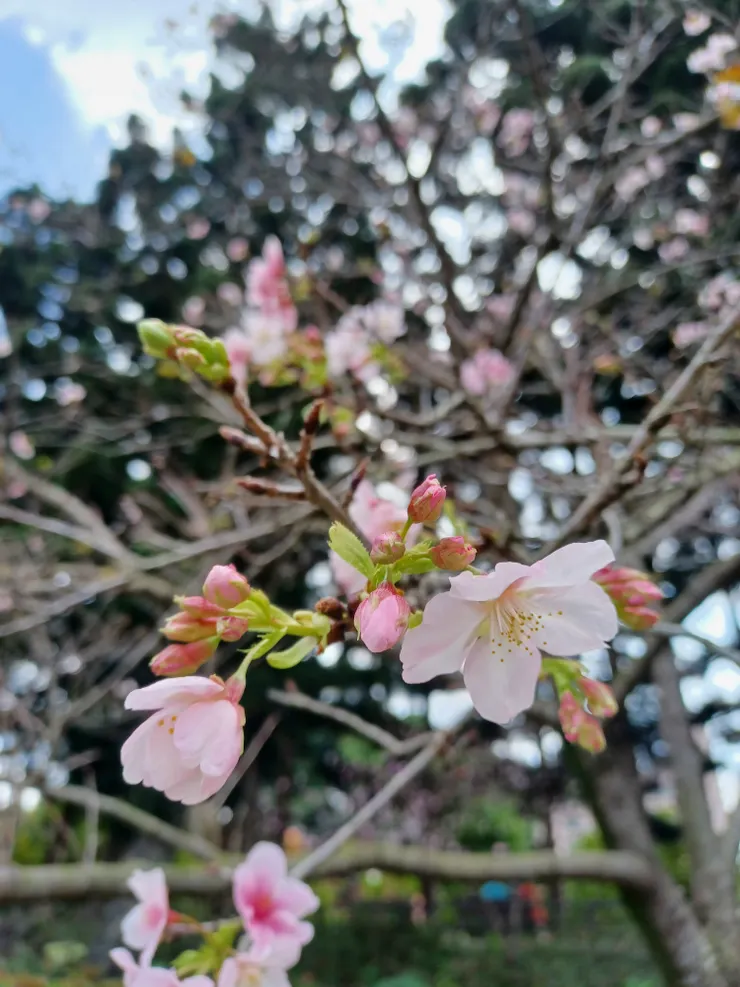 櫻花含苞待放
