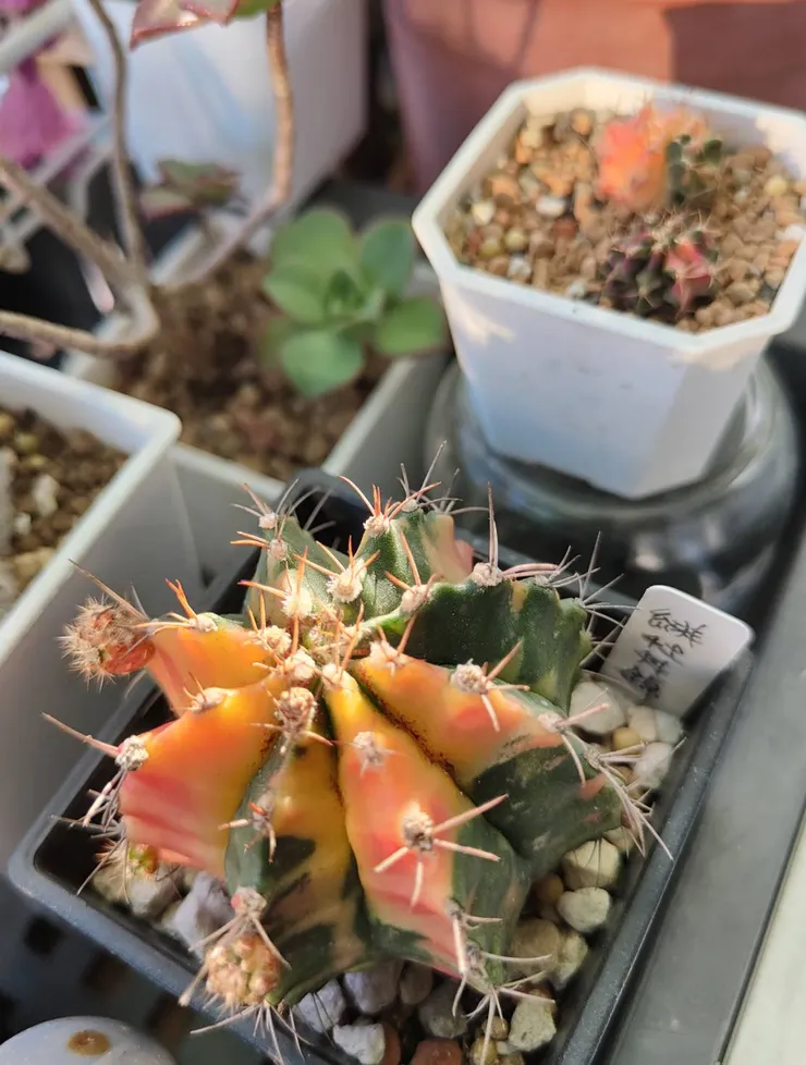 夏天裡美麗的仙人掌