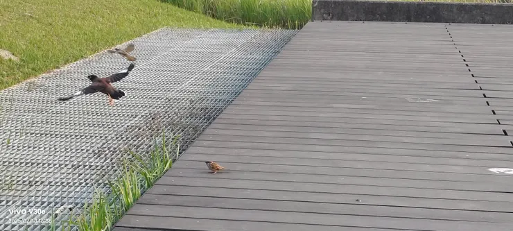 我要拍，你剛好飛走，讓我拍到你飛翔的英姿