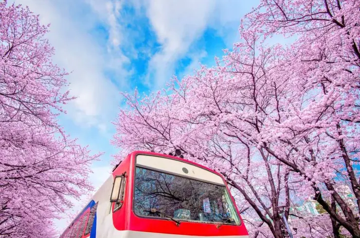 🔗 鎮海櫻花節 (圖片來源:KKday)