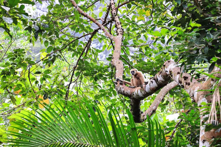 白掌長臂猿棲地遠景