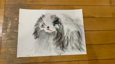 Japanese chin 日本獅子犬