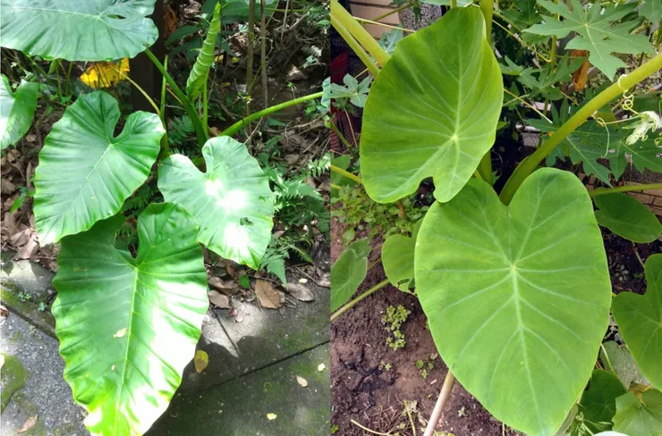 圖片來源 彰化縣衛生局