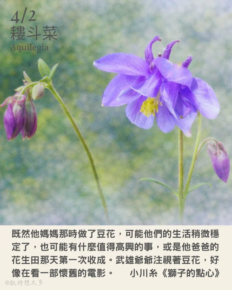 耬斗菜 ×小川糸《獅子的點心》