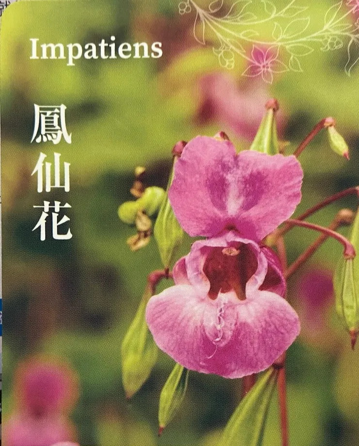 照片來源:巴赫花精神諭卡