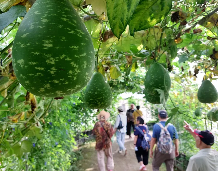 ▲2024桃園蓮花季/圖片來源:Betty's Jump Diary