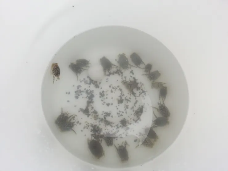 2015年07月拍攝於台東的太麻里