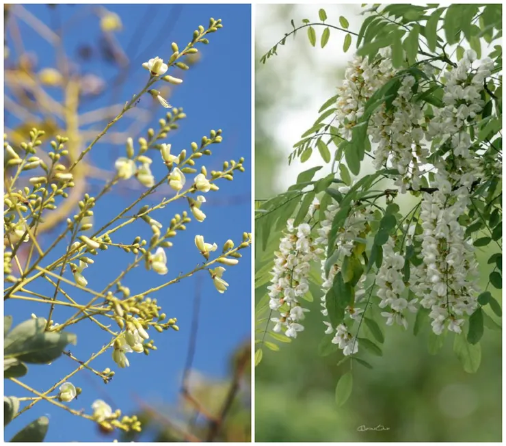 左為國槐花；右為洋槐花。