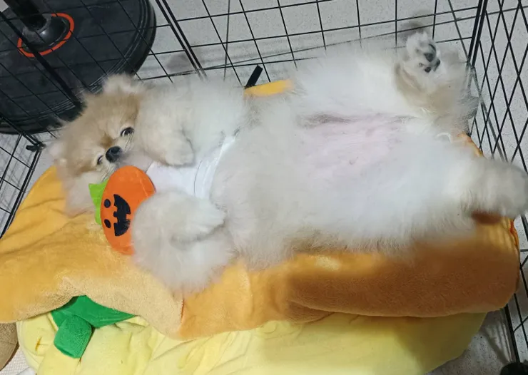 跟豬人一樣逐漸膨脹的身材