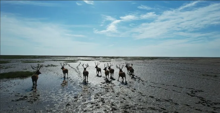在大丰濕地空拍麋鹿