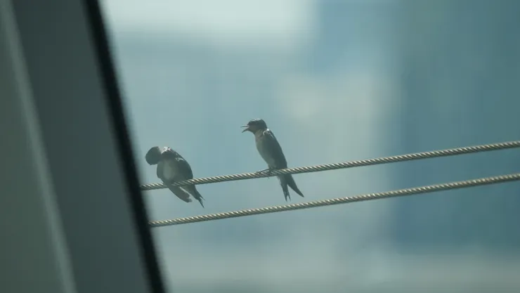 玻璃窗外的兩隻燕子