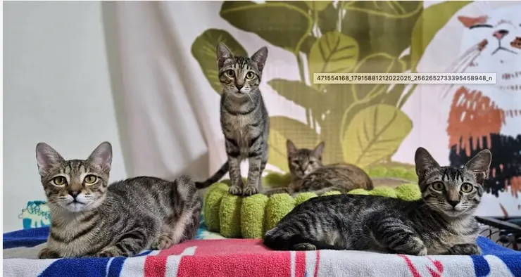 ⬆中途之家目前也有一群可愛活潑虎斑送養中,希望我們每一則新聞都能社會出份力>詢問認養細節,請接洽送養人,請點選照片可連結到社團