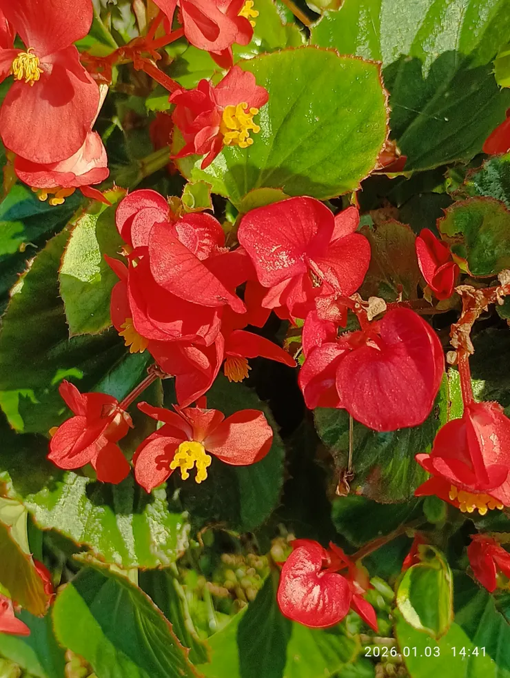 海棠開橋邊曾弄