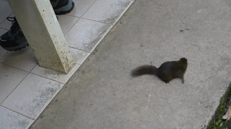 可愛的小松鼠，小巧可愛，長相和台灣的松鼠不太一樣