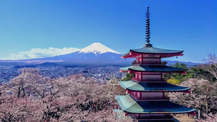河口湖新倉山淺間公園櫻花。(攝影/陳宜彣)