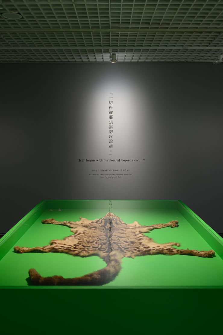 《雲在兩千米》展覽，雲豹皮，年代不詳；農業部林業及自然保育署花蓮分署提供。／影像提供：北師美術館（攝影：王世邦 Anpis Wang）
