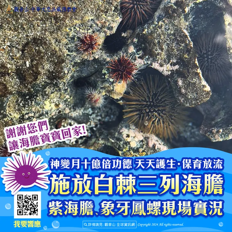 觀音山 神變月十億倍功德 天天護生‧保育放流 施放白棘三列海膽、紫海膽、象牙鳳螺現場實況