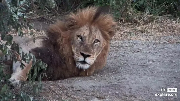 圖片來源：explore.org 官網 / 南非 Rosie’s pan