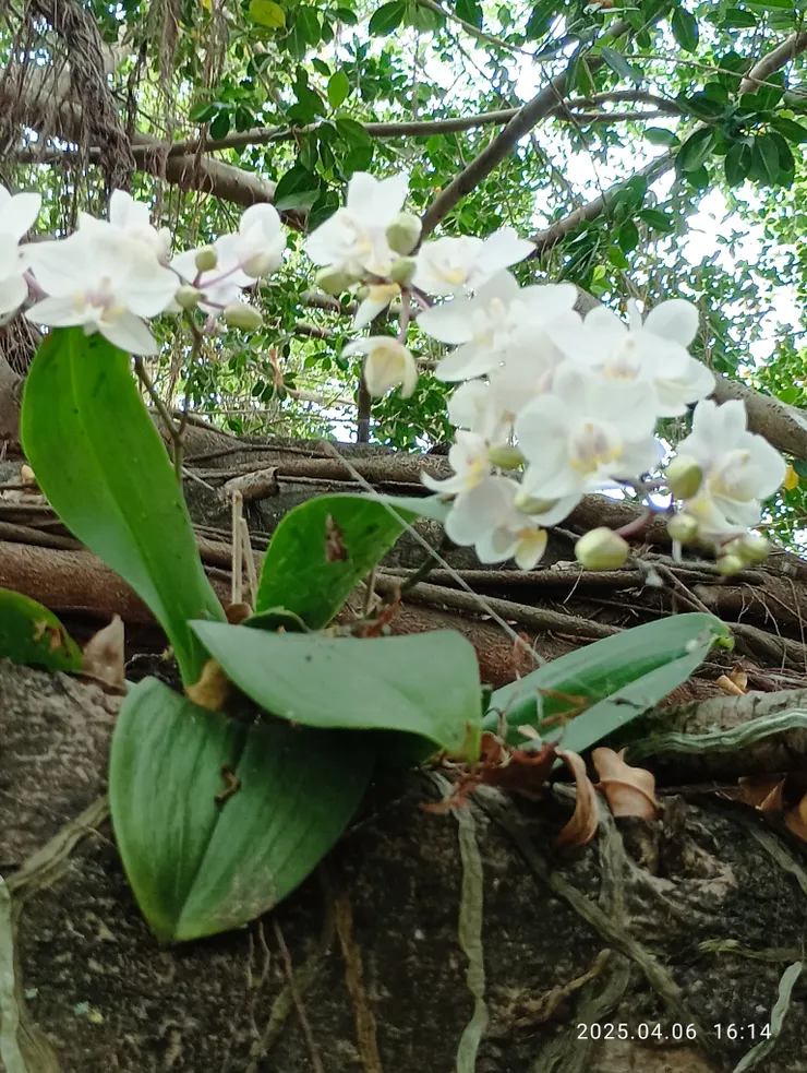 高高樹上的蘭花