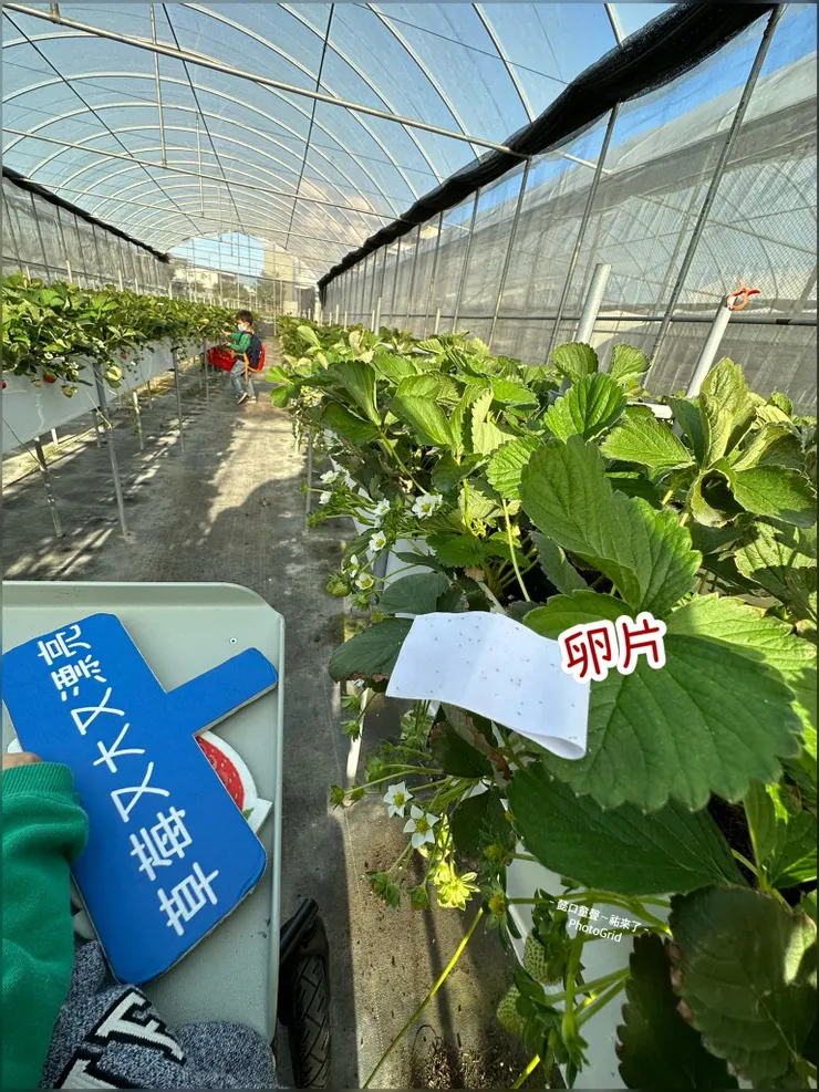 白紙是卵片，農家是以蟲(草蛉蟲)吃蟲(害蟲)的方式有機栽培草莓，可以放心食用喔！