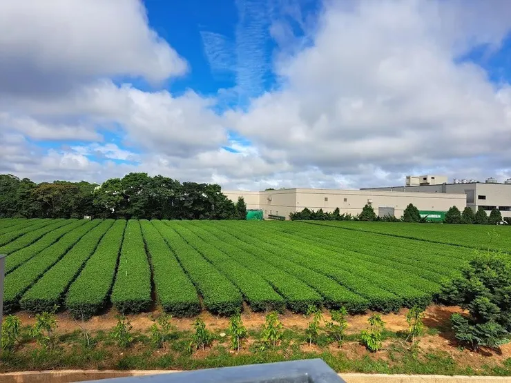 茶園@龍潭