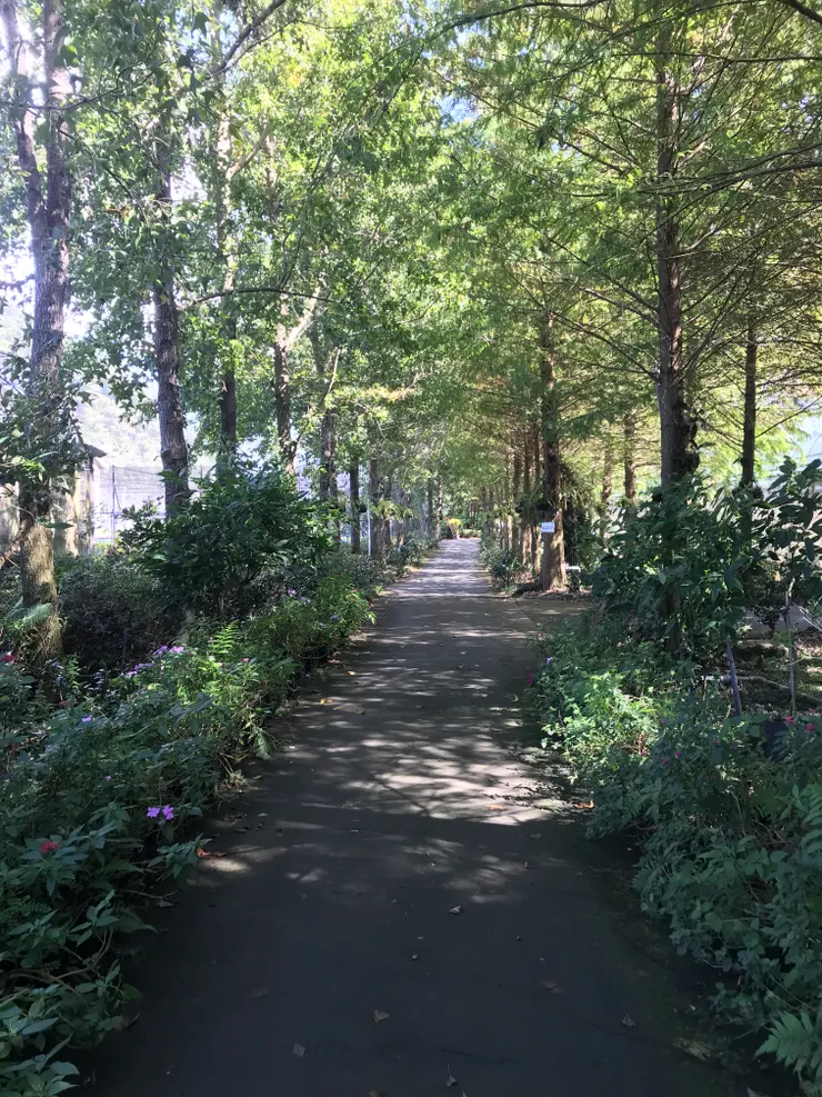 綠意盎然，走起來算舒服，處處有樹蔭，但要準備防蚊液