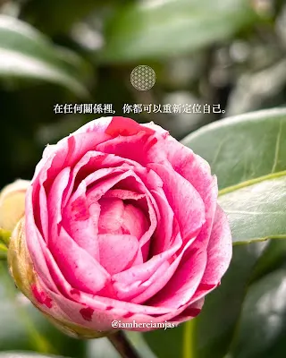 茶花 Camellia japonica Sabrina，象徵在關係中重新定位自己