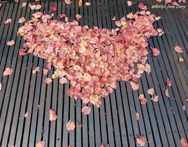 ▲台中「大雪山國家森林遊樂區」/圖片來源：Betty's Jump Diary