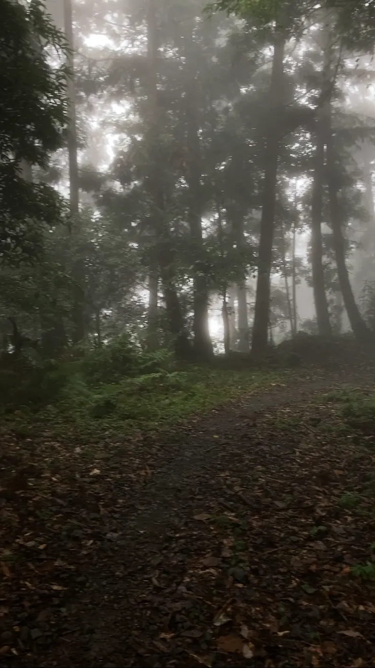 羅山林道的大片柳杉