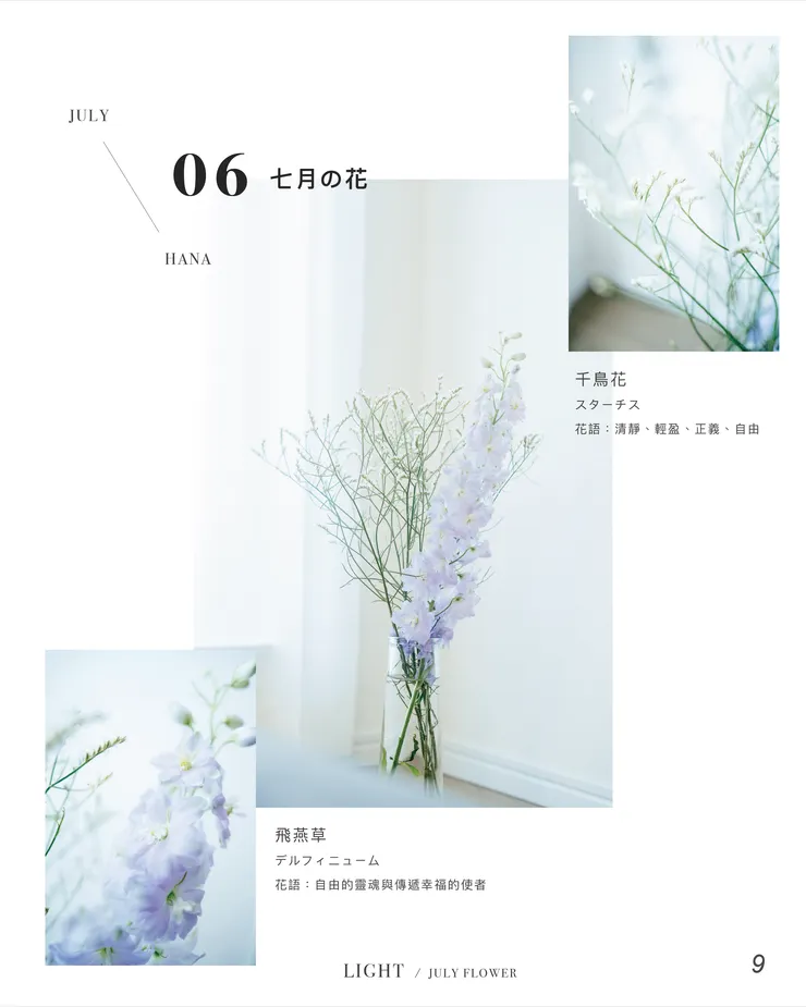 七月選花：千鳥花、飛燕草