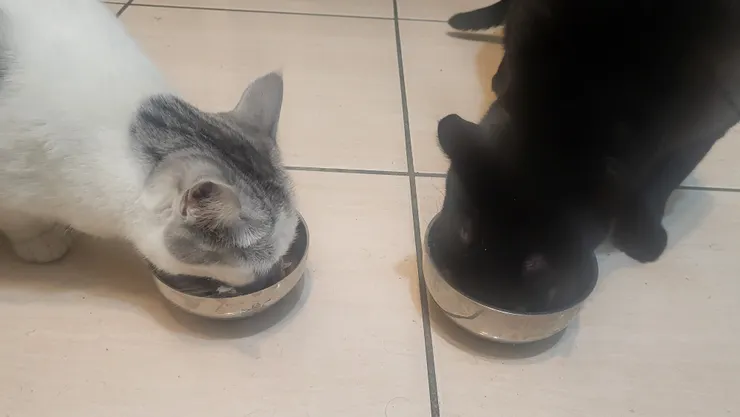 和平相處時刻🤣~(李建崑攝影)